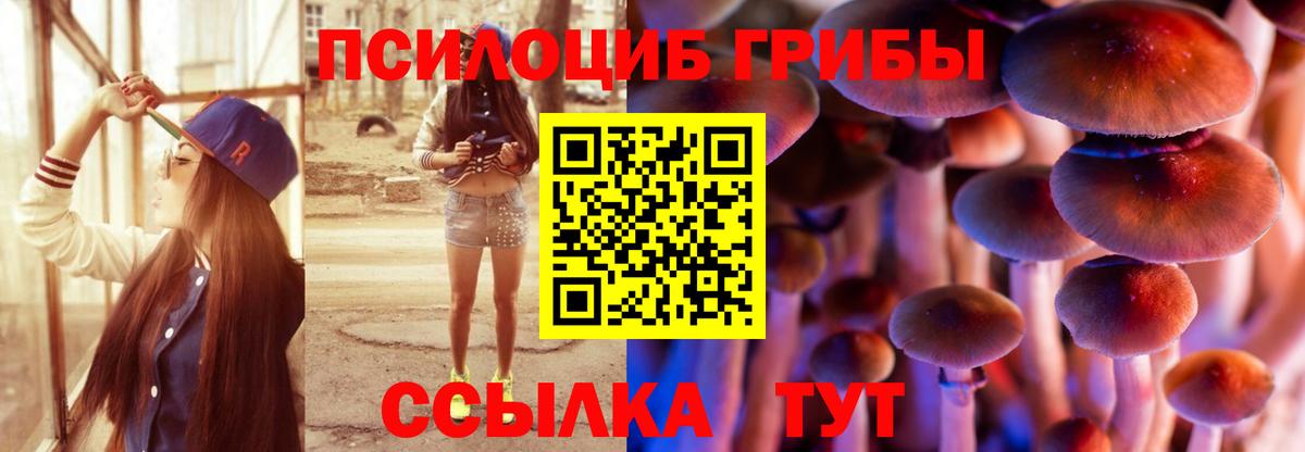 Псилоцибиновые грибы Cubensis  Вход с VPN  Черкесск 